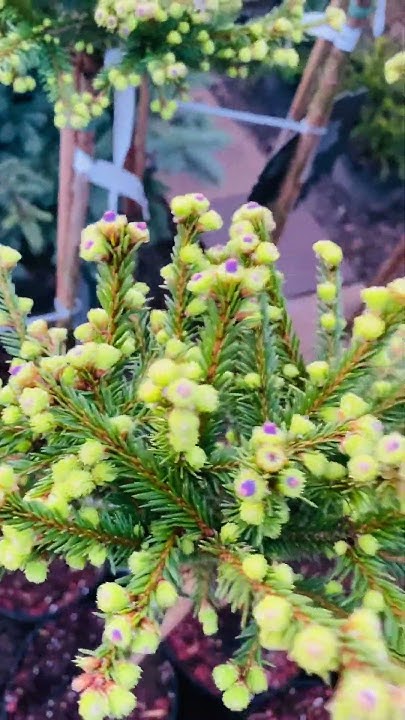 Дикая клубника🍓🌲продажа в телеграмм,( ссылка и адрес в комментариях ...