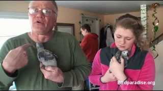 African Grey Parrot Babies