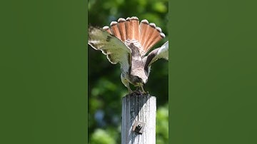 Red-Tailed Hawk Keep Away! #animals #food #birds #nature #hunting #shorts