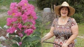 Becky's Container Garden Ideas & Advice