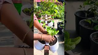 Brilliant DIY Bottle Planter! 🌱 Grow More in Small Space #farming #garden