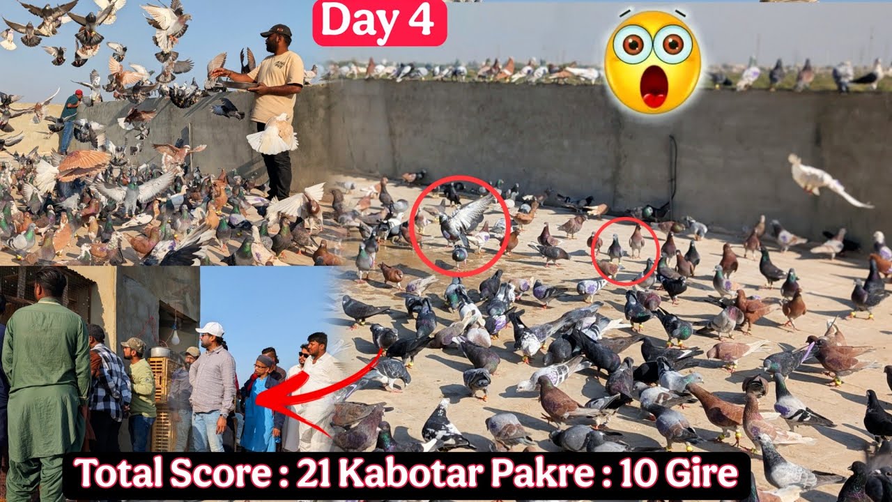 DAY 4 🔥 2 Pakre 2 Gire 🏆 500+500 Kabotar Ka Shoq ☠️ Haji Talib & Najo Bhai 