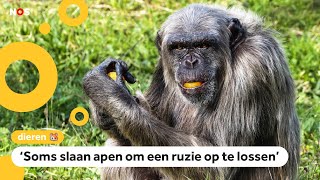 Chimpansee Doodgegaan Na Gevecht In Dierentuin