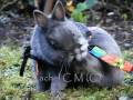 My Digital SLR photography - Blue my rabbit.