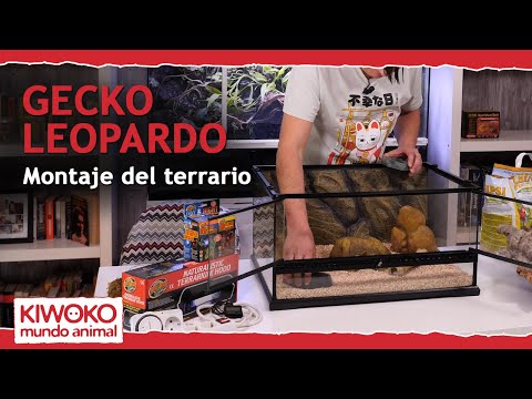 Video: Cómo configurar un tanque de leopardo Gecko