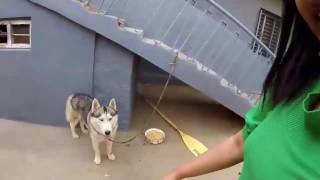 Siberian Husky and St. Bernard emoting and barking - HD VIDEO