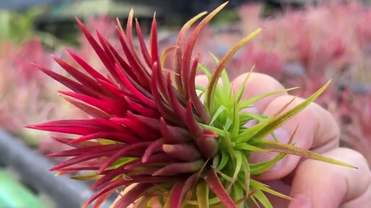 Tillandsia Towering Inferno 速達発送 maxresdefault.jpg?sqp=-