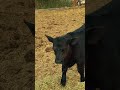 From calf to table real freedom on the homestead