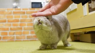 何度でも頭をなでなでしてもらいたくて、飼い主のあとを追いかけ続けるうさぎさん