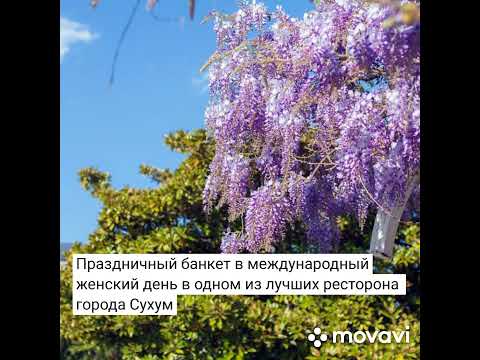 Абхазия /туры / 8 марта/ Глицинии / отдых/ женский день / экскурсии