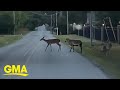 Sheep tries to blend in with the deer