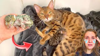 RIP NEWBORN KITTENS… WHAT HAPPENED?! by Hannah Feder 186,557 views 3 months ago 12 minutes, 15 seconds