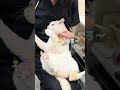 診察も何もしてなく、ただ触ってるだけなのに猫に怒られる先生【病院猫のほっぺ太郎】#shorts