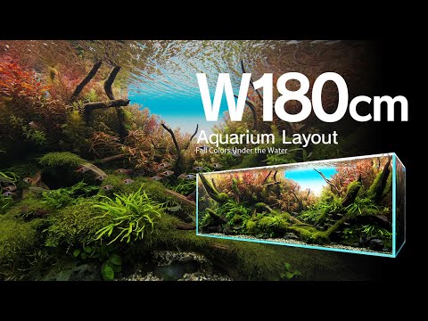 ADAアクリルフォト水中の森 Forests Underwater ADAアクリルフォト水中の森 Forests Underwater