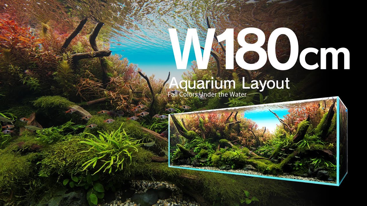 [ADAview] Fall Colors Under the Water 水の中の紅葉 - W180cm Aquarium Layout  -【EN/JP Sub.】