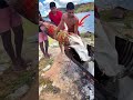 #fish