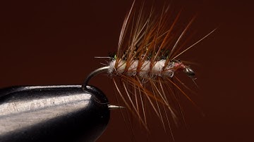 Crackleback
