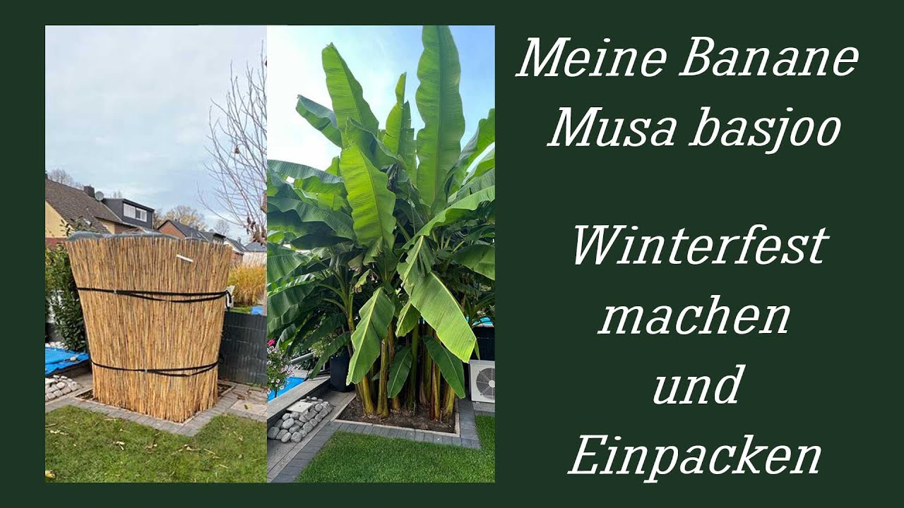 Banane winterfest verpacken YouTube