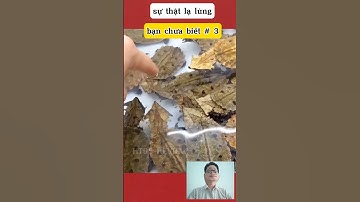 Loài rùa kì lạ Mata