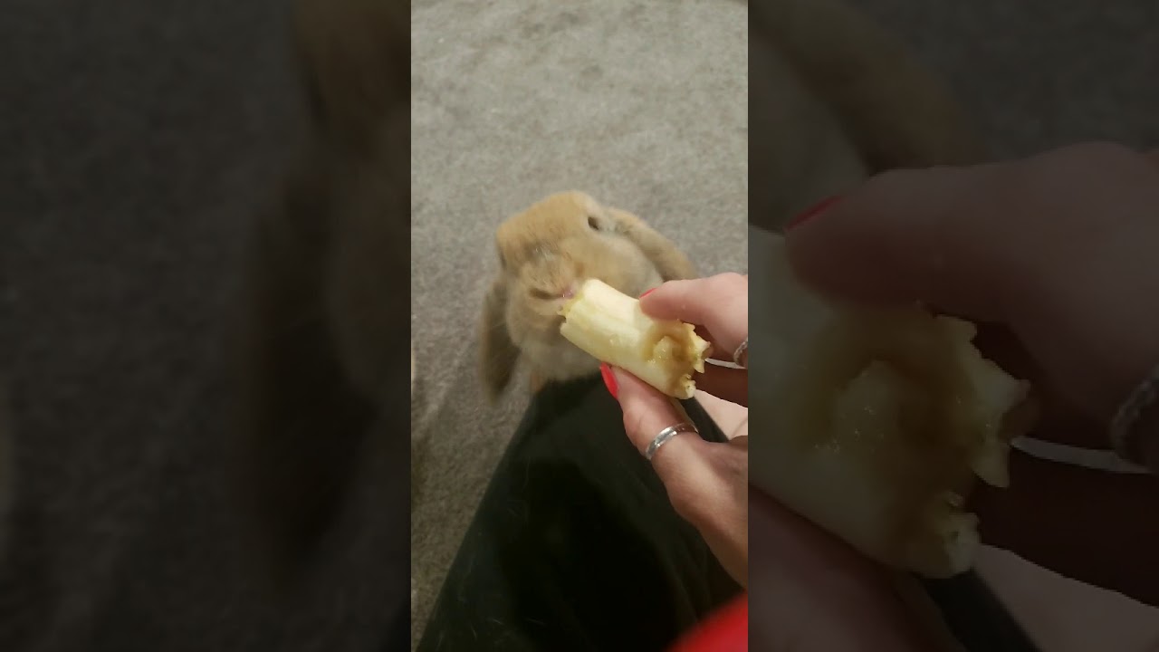 My bunnies enjoying a banana 🐇🍌💕 YouTube