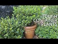 Tough Container Plants - Southern Living Plant Collection