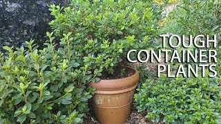 Tough Container Plants  Southern Living Plant Collection