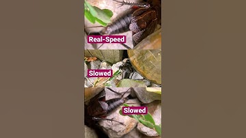 Cricket-Wing Chirping in Real-Speed and Slow-Motion, 3 Angles Macro Close Up 👁️👁️🦻🦻🦋🦋🐥🐥🧐😎