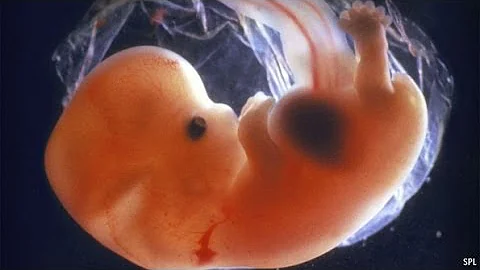 完整受精至胎儿形成过程，受孕过程，奇妙的生命形成。 - 天天要闻