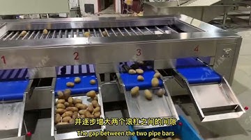 Vegetables and fruits grading and sorting machine by size roller grading machine #gradingmachine