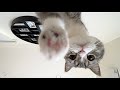 腹ペコで朝ごはんを待ってる猫を無視して寝るとこうなりますwww