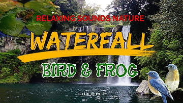 Waterfall forest nature relaxing sounds I birds singing and frog