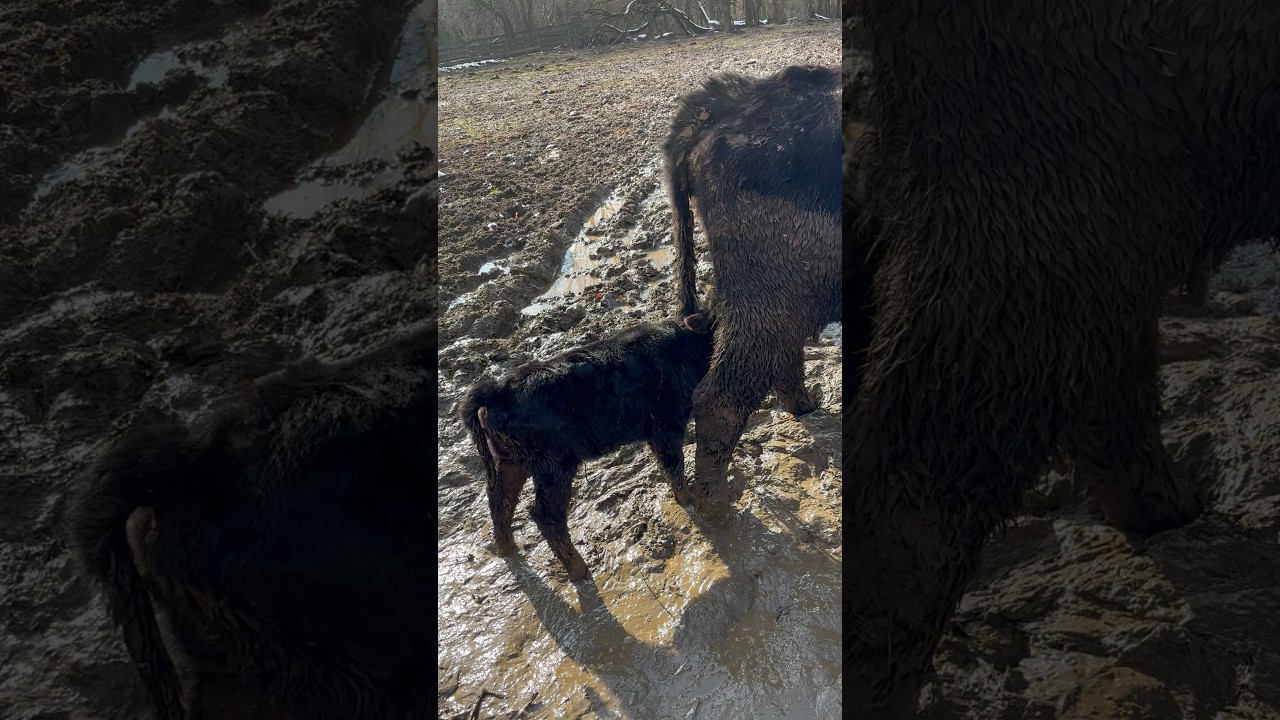 Muddy Mess But Little Guys Happy! 