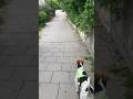 When we at home #wirefoxterrier #foxterrier #wandernmithund #morningroutine #dog #lifeingermany
