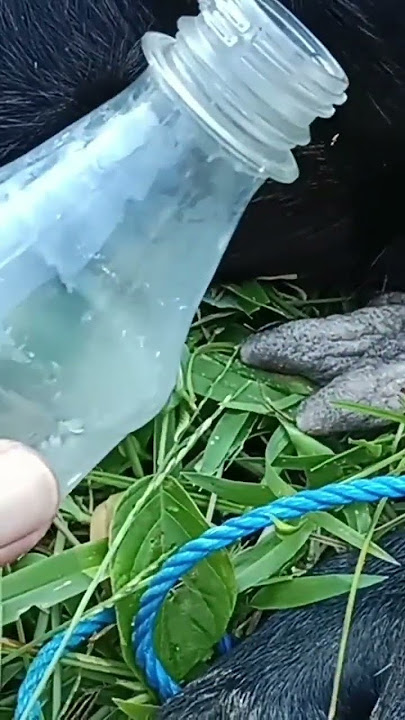 #viral #susu #mama Lebih Enak