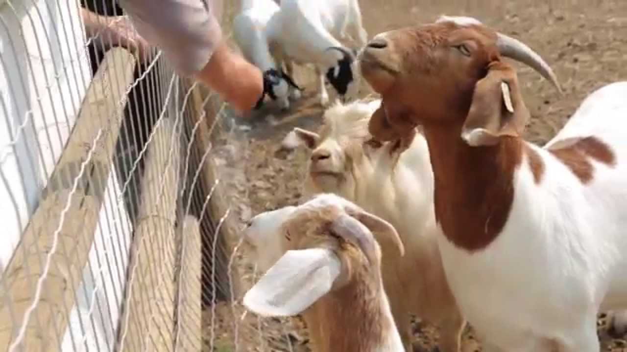 Gold Country Desert Hills Ranch, Ashcroft BC YouTube