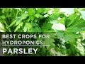 Best Crops for Hydroponics: Parsley