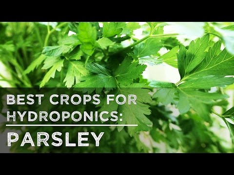 Best Crops for Hydroponics: Parsley