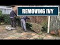 Removing IVY From a Yard | Winter Lawn Care Clear Out