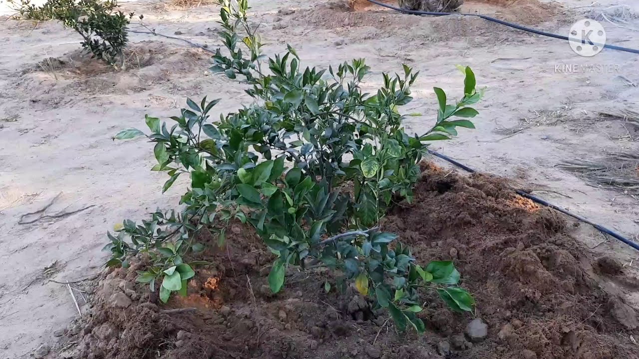 الطريقة الناجعة لتسميد اشجار البرتقال🍊🍊