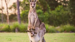 Kangaroo Pouch Baby Kangaroo