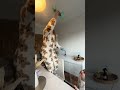 Gecko wall climbing toy is so much fun Dorian Jessica #brunch #funny