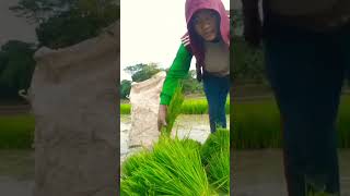 lagi tandur  sambil potongiin bibit padi pandan wangi. #kawan