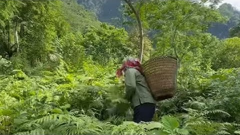 De groente die willekeurig in het bos groeit, is onverwacht een specialiteit die veel mensen graa...