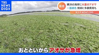 横浜市の海岸が一面“緑色”に！大量に漂着したのは「アオサ」！？ 海の中にもビッシリ！｜TBS NEWS DIG