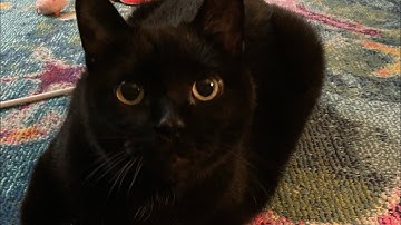 J.J. Loves this catnip toy!      #catsvideo  #catsofyoutube  #catnip  #catlover  #blackcat