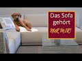 Hundeerziehung Tipps - Dem Hund Sofa/Couch abgewhnen - YouTube