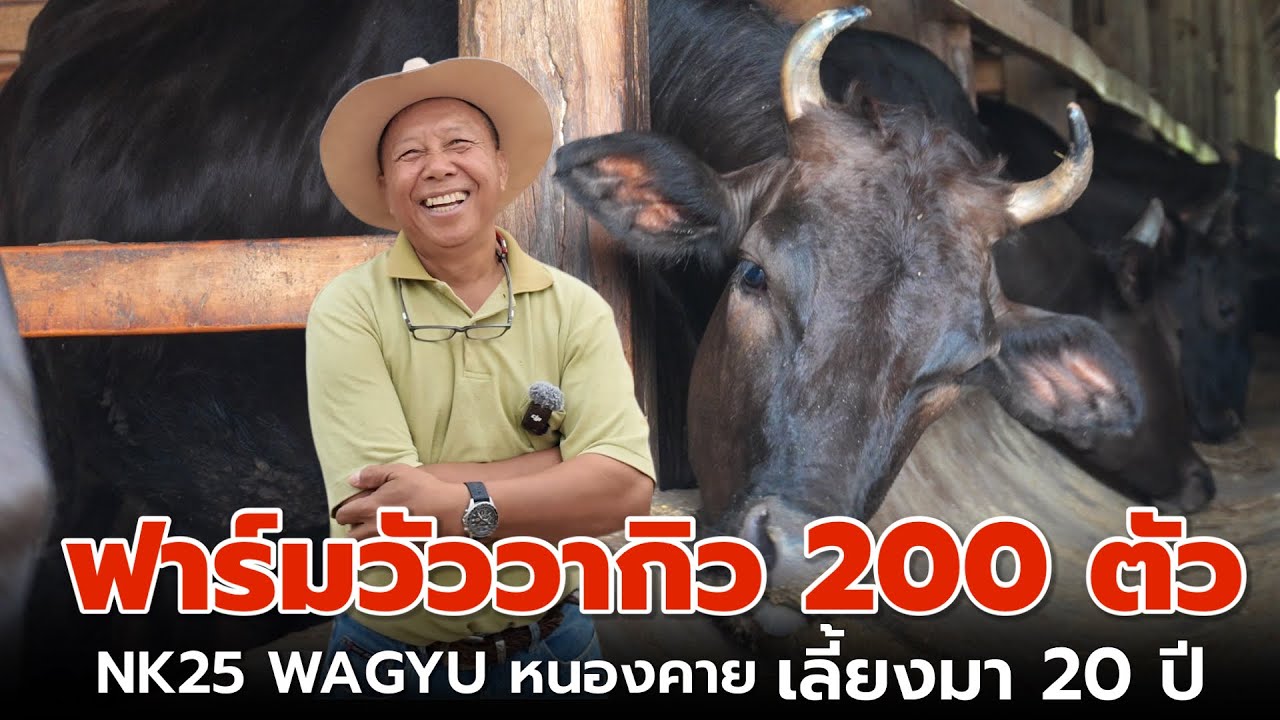ฟาร์มวัววากิว 200กว่าตัว 20กว่าปี เลี้ยงวัวอย่างไร...ให้อยู่รอดมาจนทุกวันนี้❓| NK25 WAGYU จ.หนองคาย