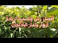 زراعة الباذنجان وأسباب قلة التزهير والمعاملات المطلوبة لزيادة الأزهار وعقد الثمار 