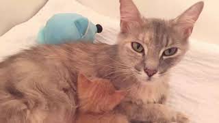 История про маленького котёнка и кошку, которые обрели друг друга. История про маленького котёнка и кошку, которые обрели друг друга.