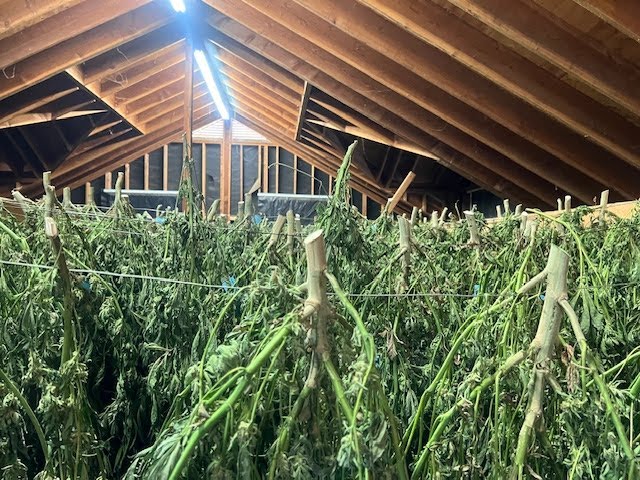 Kevin Jodrey: End-Use Based Cannabis Harvesting & Drying Technique Basics /  Ganjier